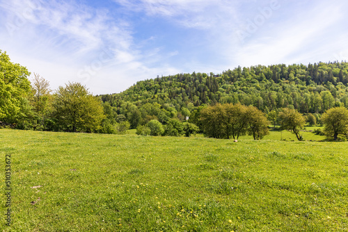 Forest hill by a grass meadow