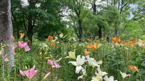 The colorful lilies garden at Hibiya park Tokyo  summer blossoms in bloom  year 2022 June 11th 