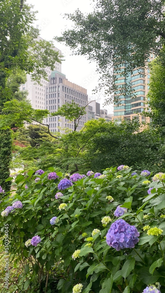 The hydrangea and the city skyscrapers at the Hibiya park opened in 1903, central downtown Tokyo year 2022 June 11th The hydrangea and the city skyscrapers at the Hibiya park opened in 1903, central downtown Tokyo year 2022 June 11th