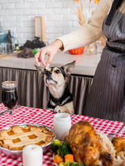 woman preparing thanksgiving dinner at home kitchen, giving her dog a piece of chicken to try