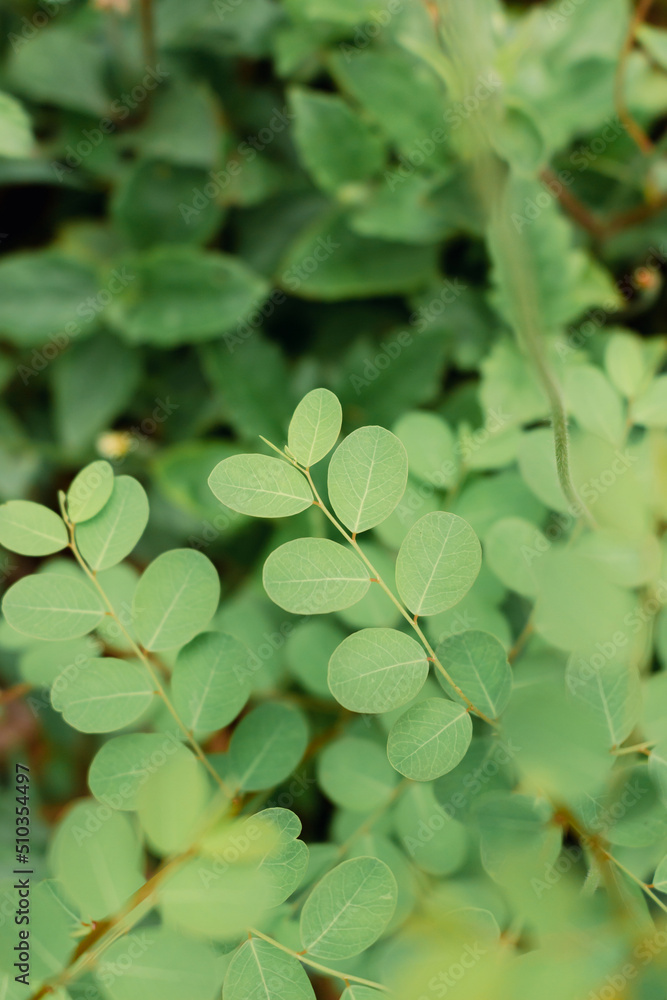 Obraz premium Top view of small green leaves