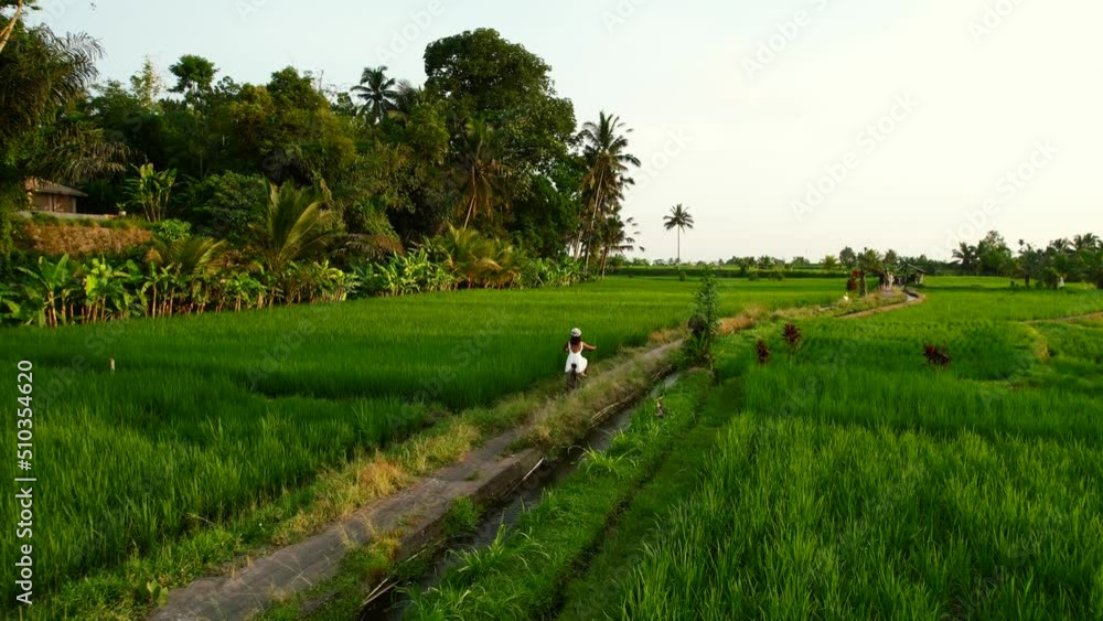woman in white dress riding a bicycle through green rice field terrace during sunset in Bali Indonesia, aerial woman in white dress riding a bicycle through green rice field terrace during sunset in Bali Indonesia, aerial