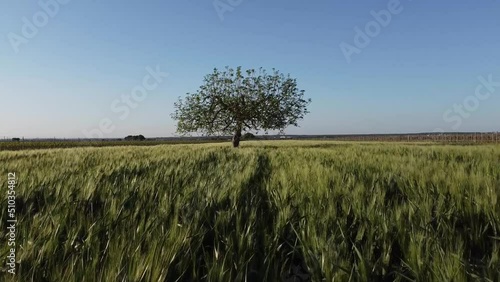 fly on field of wheat and pass under beautiful tree