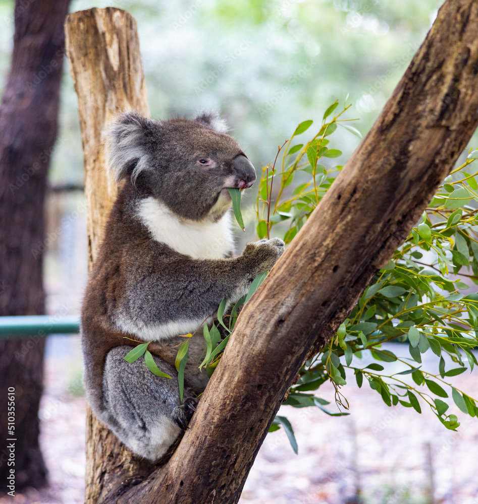 Obraz premium Koala sitting in a tree at the Cleland Conservation Park near Adelaide in South Australia
