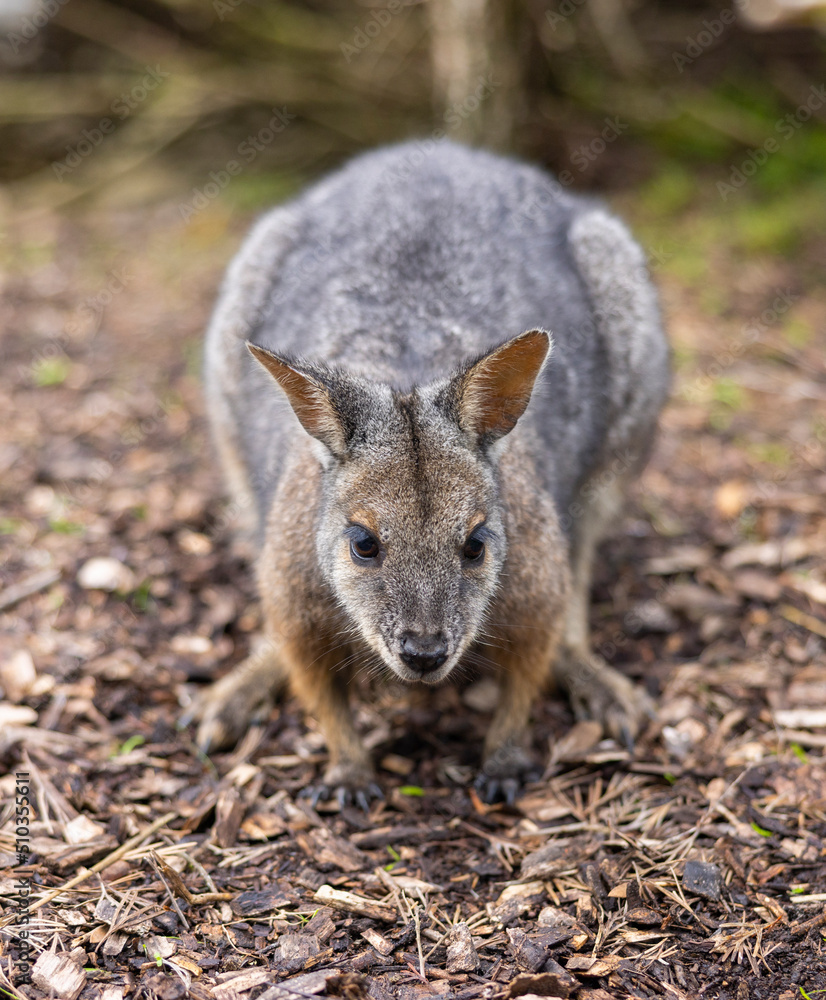 Naklejka premium A tammar wallaby at a wildlife conservation park near Adelaide, South Australia
