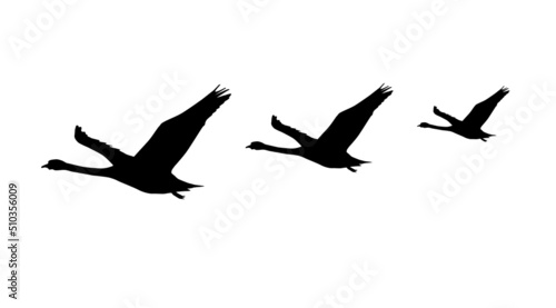 Three Flying Swan Silhouettes