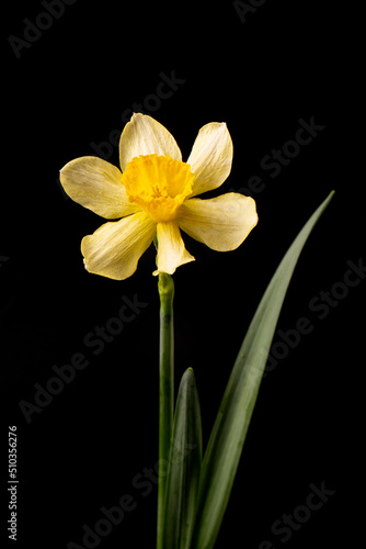 Fototapeta Naklejka Na Ścianę i Meble -  A bouquet of yellow daffodils on a black background.