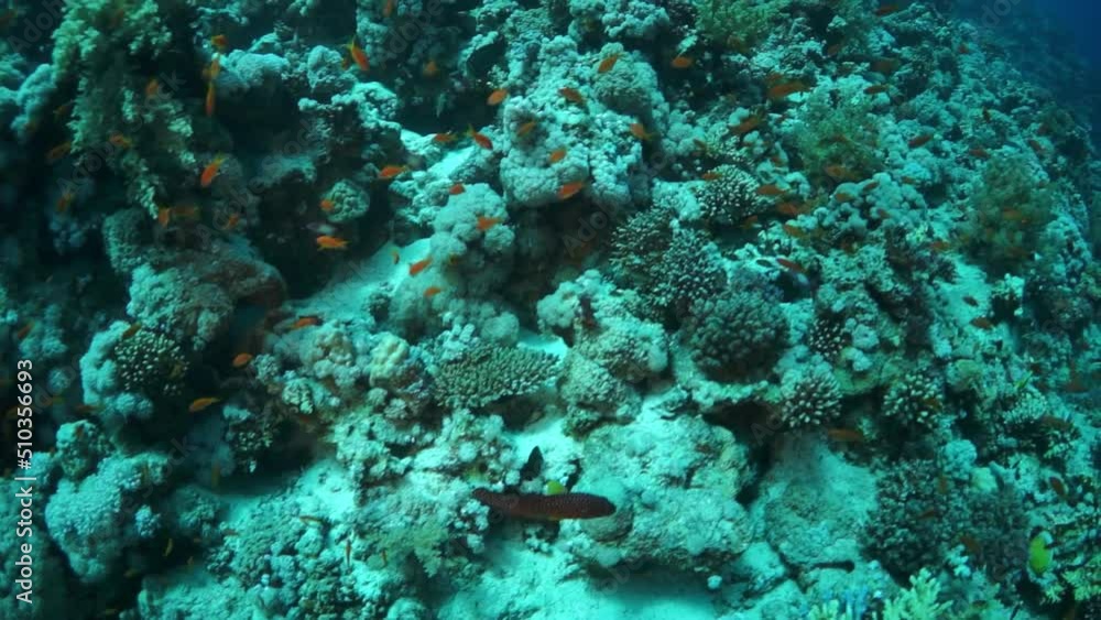 Underwater sea landscape of tropical coral reef. Underwater sea landscape of tropical coral reef.