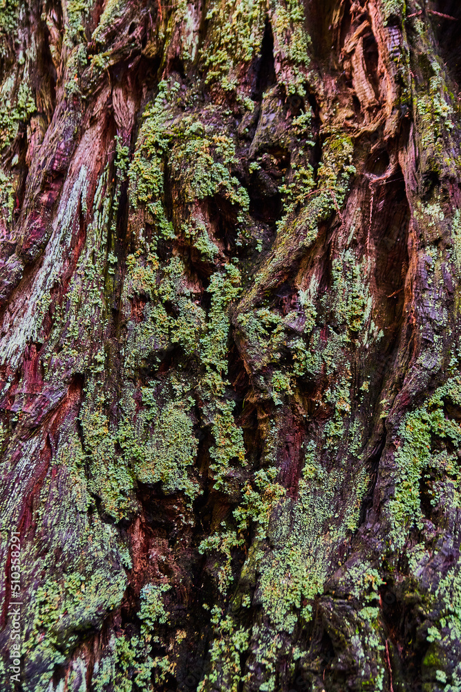 Texture asset of Redwood tree bark thick with moss Texture asset of Redwood tree bark thick with moss