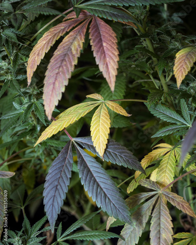 Fresh cannabis plant leaves. Marijuana leaves for background. 