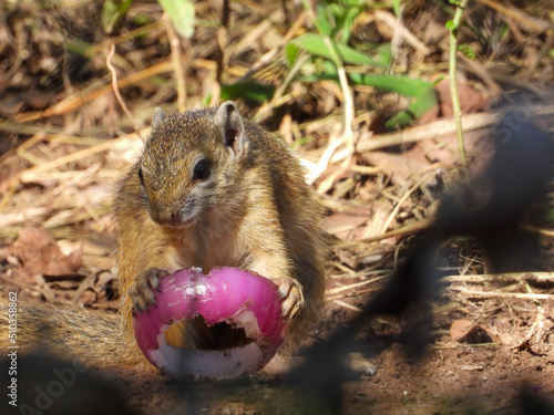 Schilderij op canvas Cape ground squirrel with scavenged food titbit