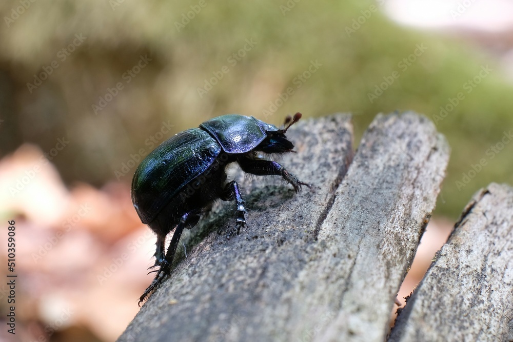 Close up of Anoplotrupes stercorosus, the dor beetle in the forest Close up of Anoplotrupes stercorosus, the dor beetle in the forest