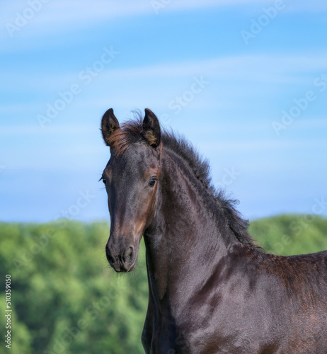 A cute 3 month old foal, male barock black, warmblood horse baroque type, standing in a meadow and its ears are pricked forward, a head portrait, Germany 