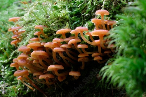 Big group of little mushrooms Xeromphalina campanella (golden trumpet, bell Omphalina) in green forest on trunk photo