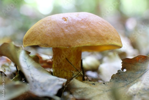 Single Suillus grevillei (Greville's bolete, larch bolete) - yellow edible mushroom photo