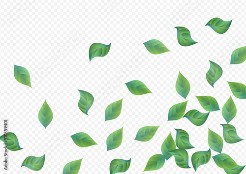 Swamp Foliage Forest Vector Transparent