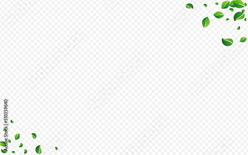 Olive Greens Tree Vector Transparent Background.