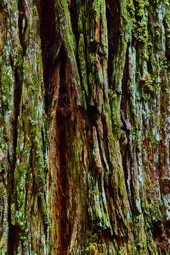 Texture asset of Redwood bark detail in forest