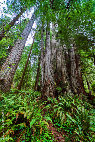 Redwood forest cluster surrounded by ferns