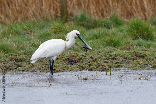 Fototapeta Eurasian spoonbill catching a frog