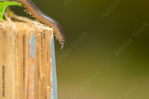 Close up photo of a worm on a wood chop. Macro photography.
 photo