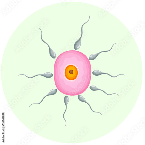 Method of in vitro fertilization. Fertilization of the egg with spermatozoa for further transplantation into the uterus