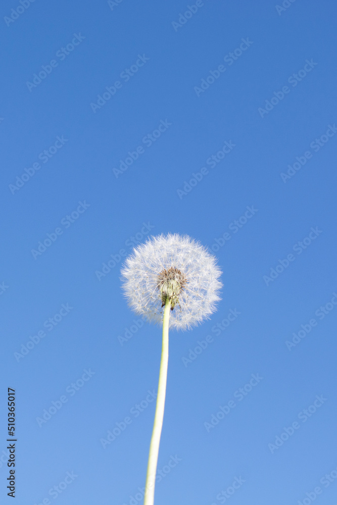 dandelion on the background of a blue sky The concept of summer