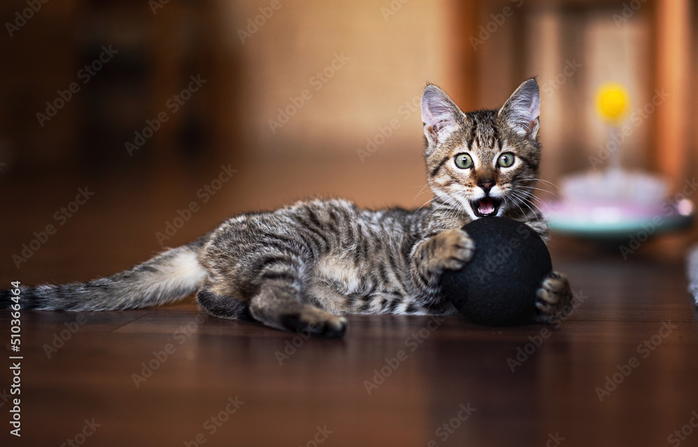 Verspielte Katze Verspielte Katze