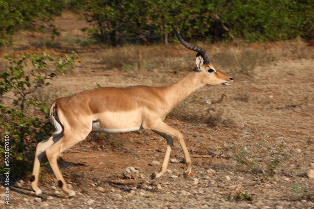 Schwarzfersenantilope / Impala / Aepyceros melampus.. Schwarzfersenantilope / Impala / Aepyceros melampus..
