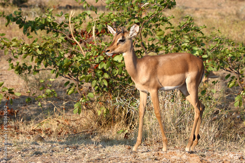 Schwarzfersenantilope / Impala / Aepyceros melampus. Schwarzfersenantilope / Impala / Aepyceros melampus.