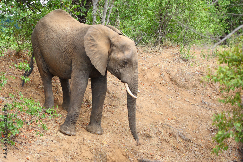 Fototapeta premium Afrikanischer Elefant / African elephant / Loxodonta africana