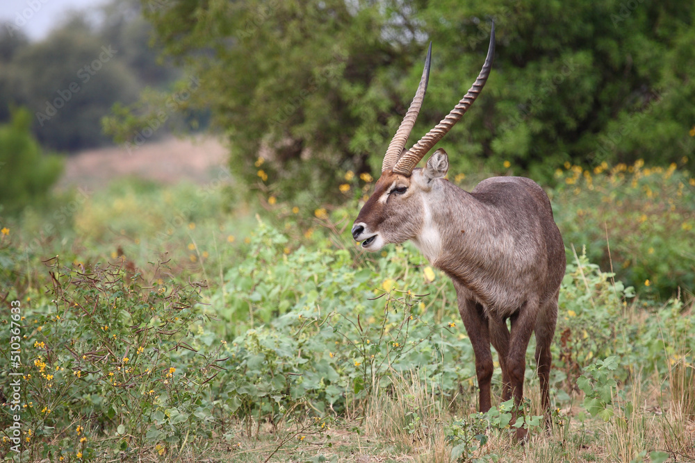 Wasserbock / Waterbuck / Kobus ellipsiprymnus Wasserbock / Waterbuck / Kobus ellipsiprymnus
