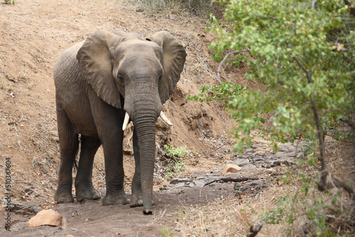 Afrikanischer Elefant / African elephant / Loxodonta africana