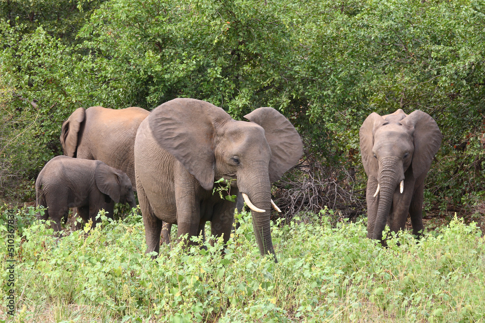 Fototapeta premium Afrikanischer Elefant / African elephant / Loxodonta africana.