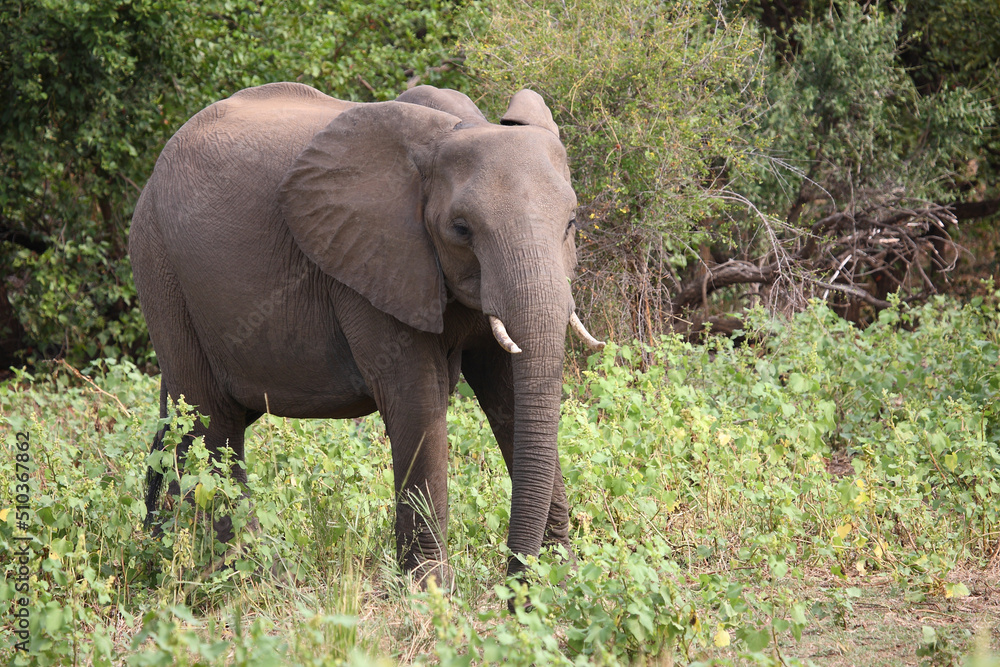 Afrikanischer Elefant / African elephant / Loxodonta africana