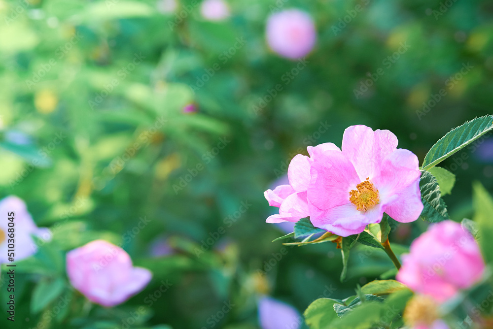 Rosehip flowers on the bush, copy space. Rosehip flowers on the bush, copy space.