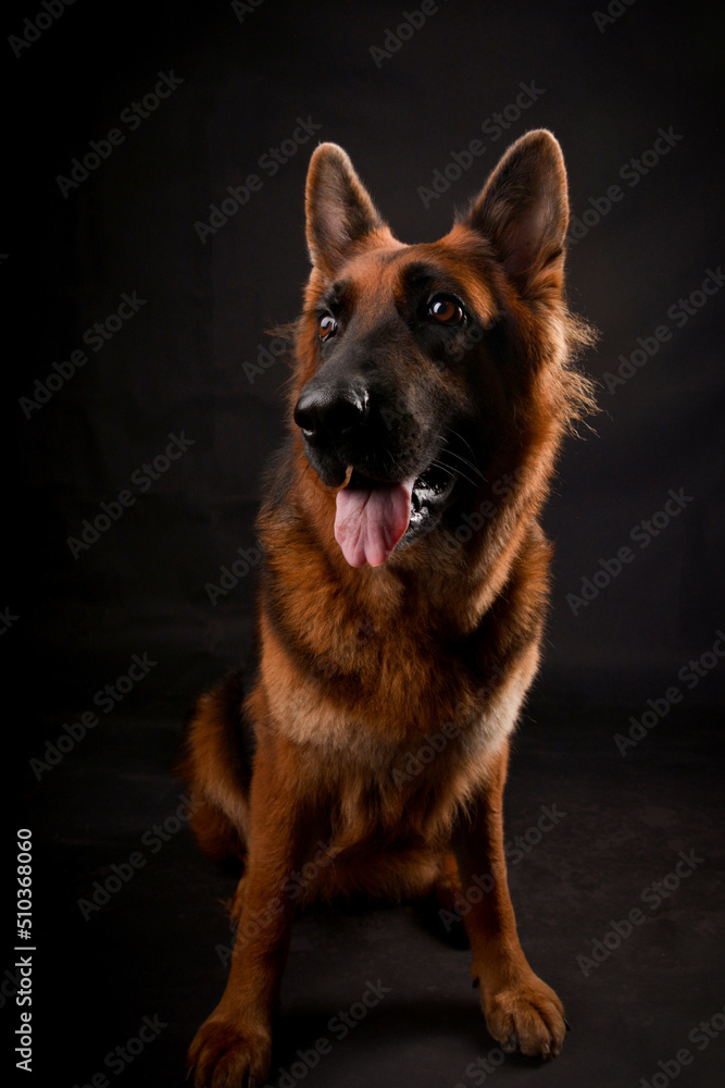 Li Li the Dog Li Li the Dog