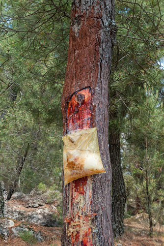 Colheita da resina sobre um pinheiro através de um saco plástico a meio de um pinheiral photo