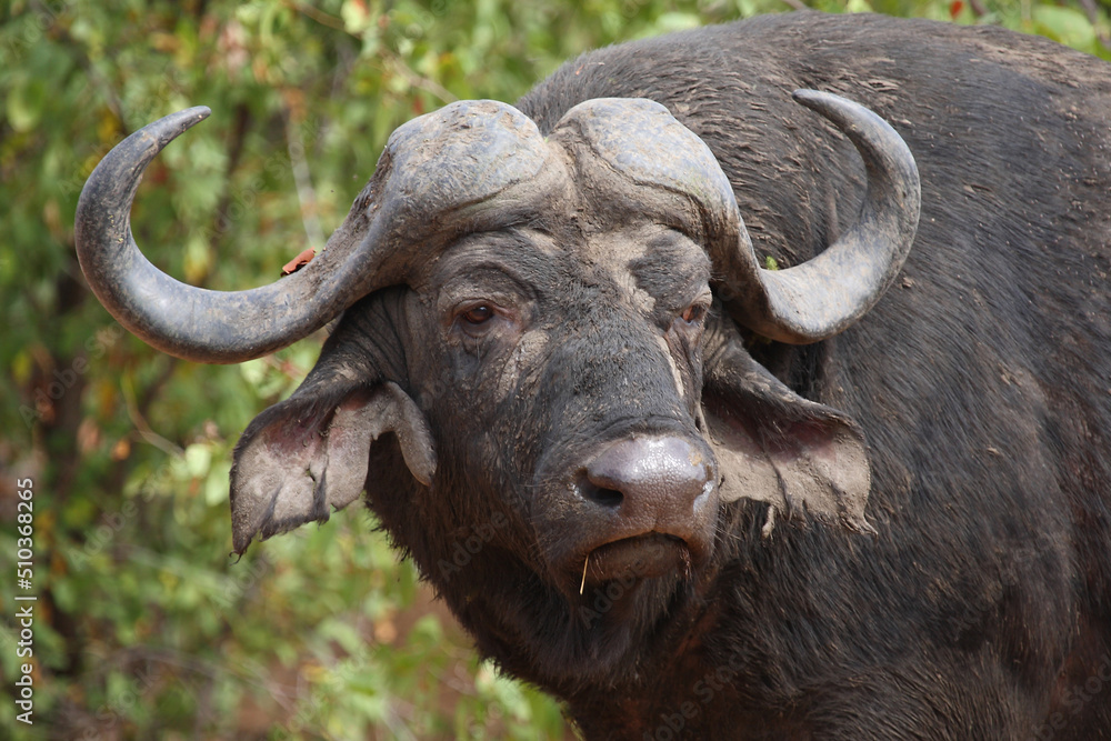 Kaffernbüffel / African buffalo / Syncerus caffer Kaffernbüffel / African buffalo / Syncerus caffer
