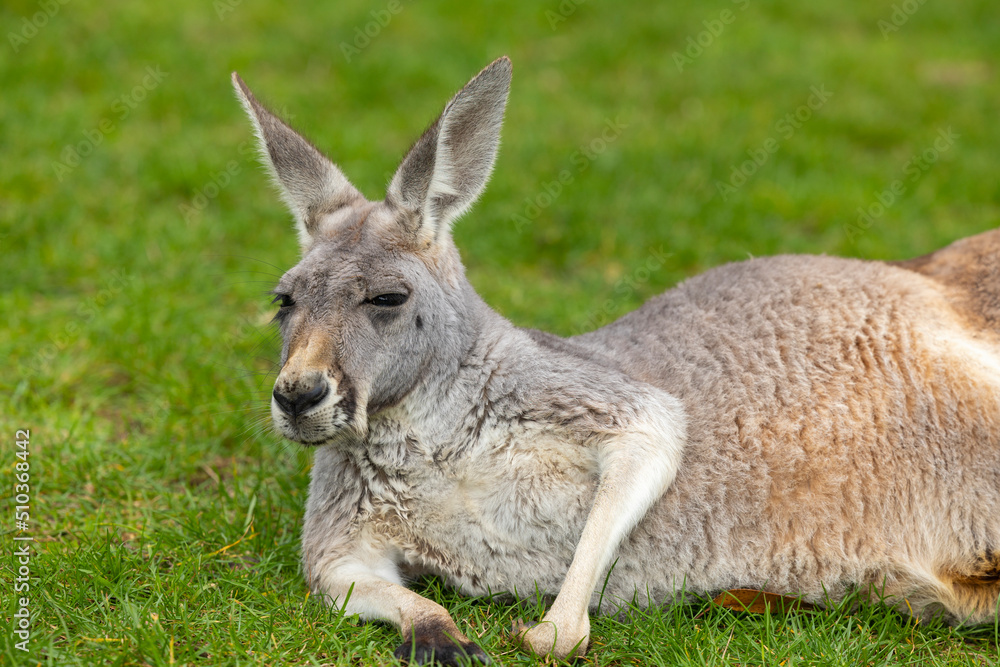 Big grey Kangaroo lying down at a wildlife conservation park near Adelaide, South Australia Big grey Kangaroo lying down at a wildlife conservation park near Adelaide, South Australia