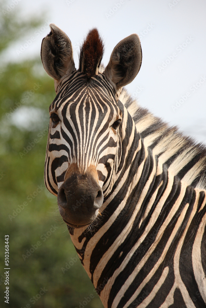 Naklejka premium Steppenzebra / Burchell's zebra / Equus burchellii