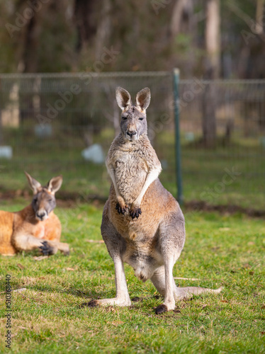Red and grey Kangaroos at a wildlife conservation park near Adelaide  South Australia
