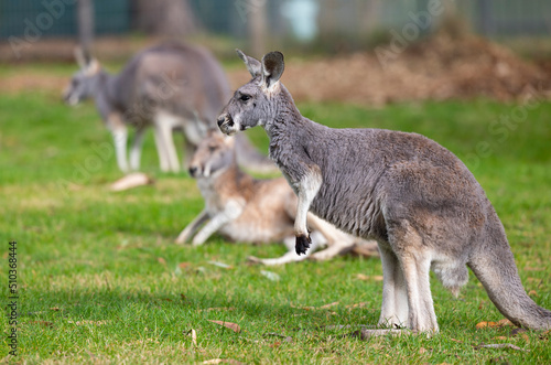 Large grey Kangaroo at a wildlife conservation park near Adelaide, South Australia