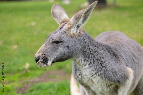Large grey Kangaroo at a wildlife conservation park near Adelaide, South Australia © hyserb