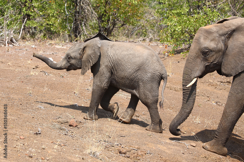 Afrikanischer Elefant / African elephant / Loxodonta africana. Afrikanischer Elefant / African elephant / Loxodonta africana.