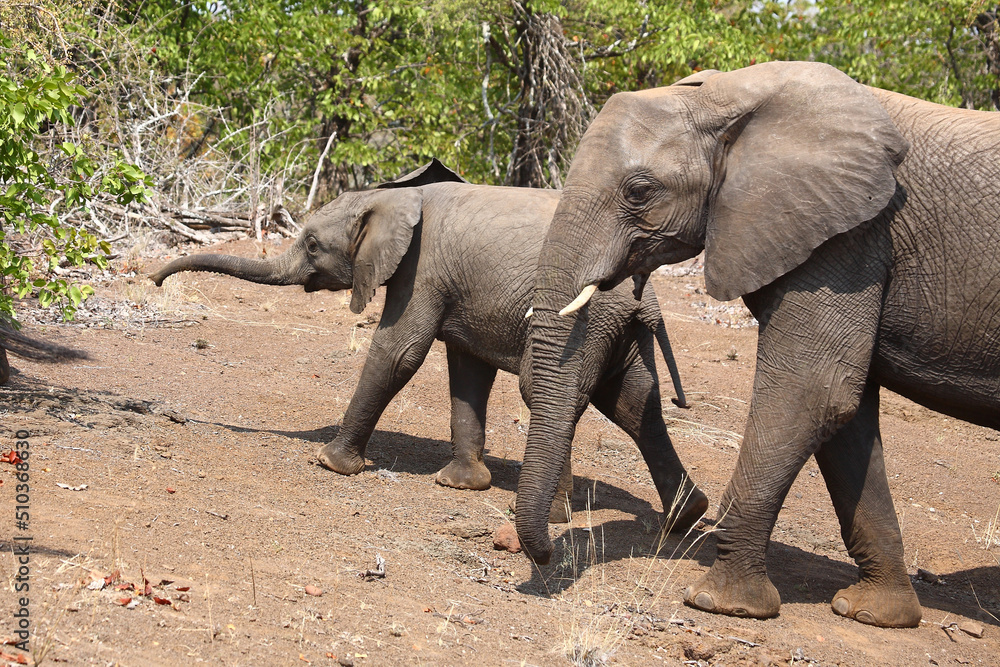 Fototapeta premium Afrikanischer Elefant / African elephant / Loxodonta africana.