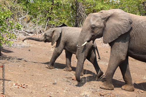 Afrikanischer Elefant   African elephant   Loxodonta africana.