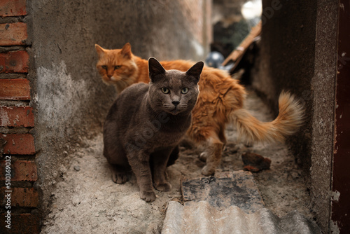 Street cats