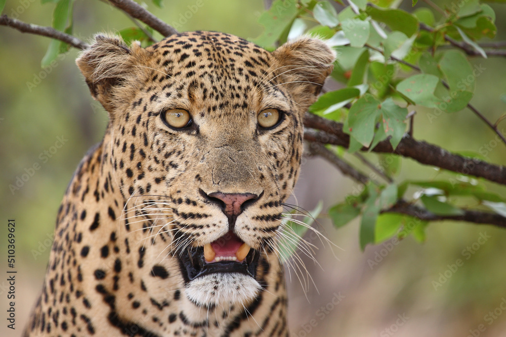 Fototapeta premium Leopard / Leopard / Panthera pardus...