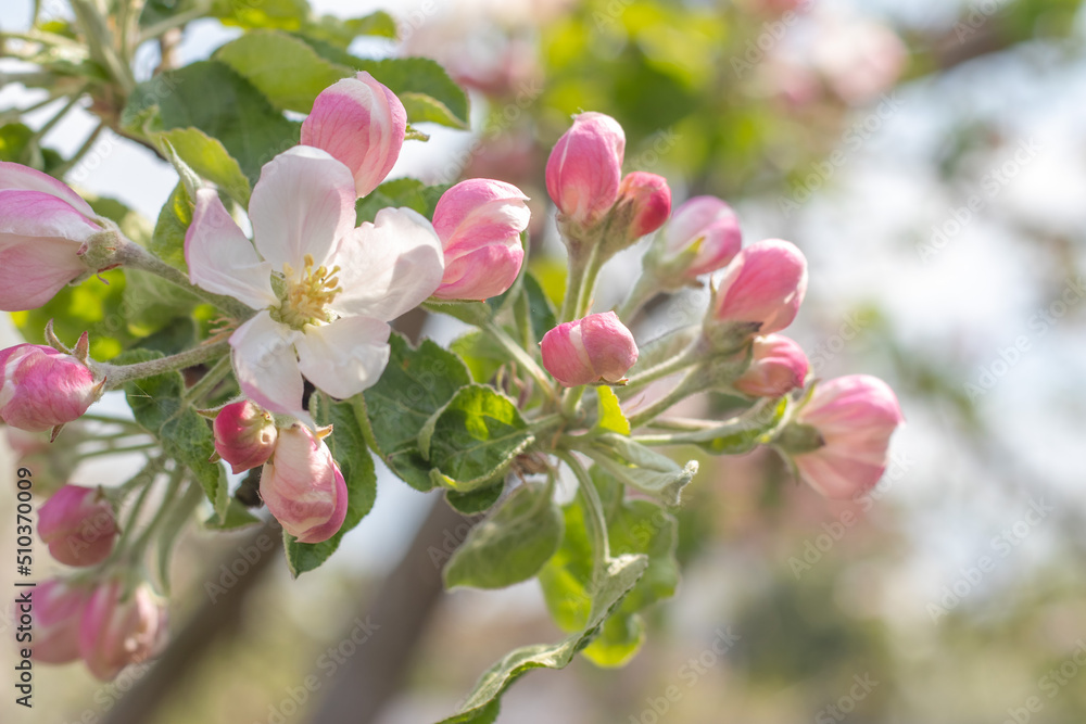 Pink flowers of a blossoming apple tree on a sunny day close-up in nature outdoors. Apple tree blossoms in spring. Selective focus. Beautiful apple orchard plantation.